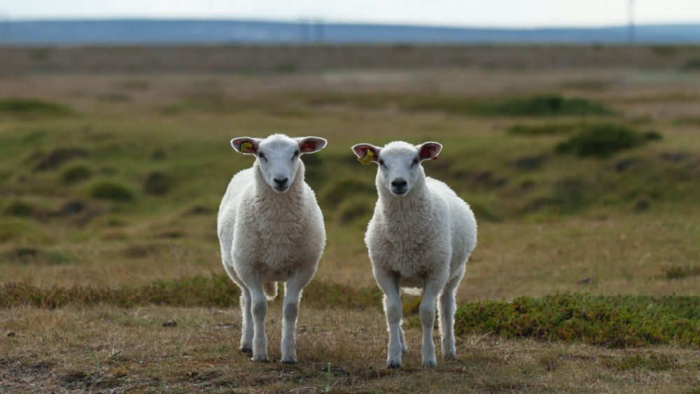 ABM Lookalikes Blog Feature Image