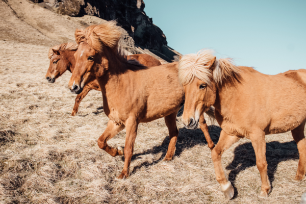 Running an ABM Strategy in 2021